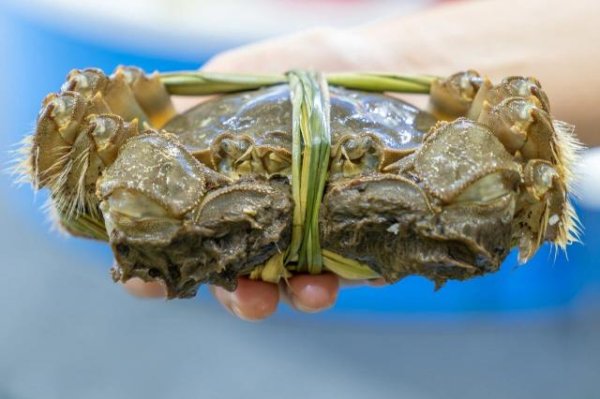 KB资产 刚死不久的螃蟹，还能吃吗？